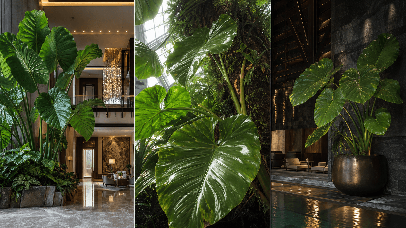 Giganteum philodendron shown in three settings: Living room trellis, Architectural entryway support, Conservatory wall