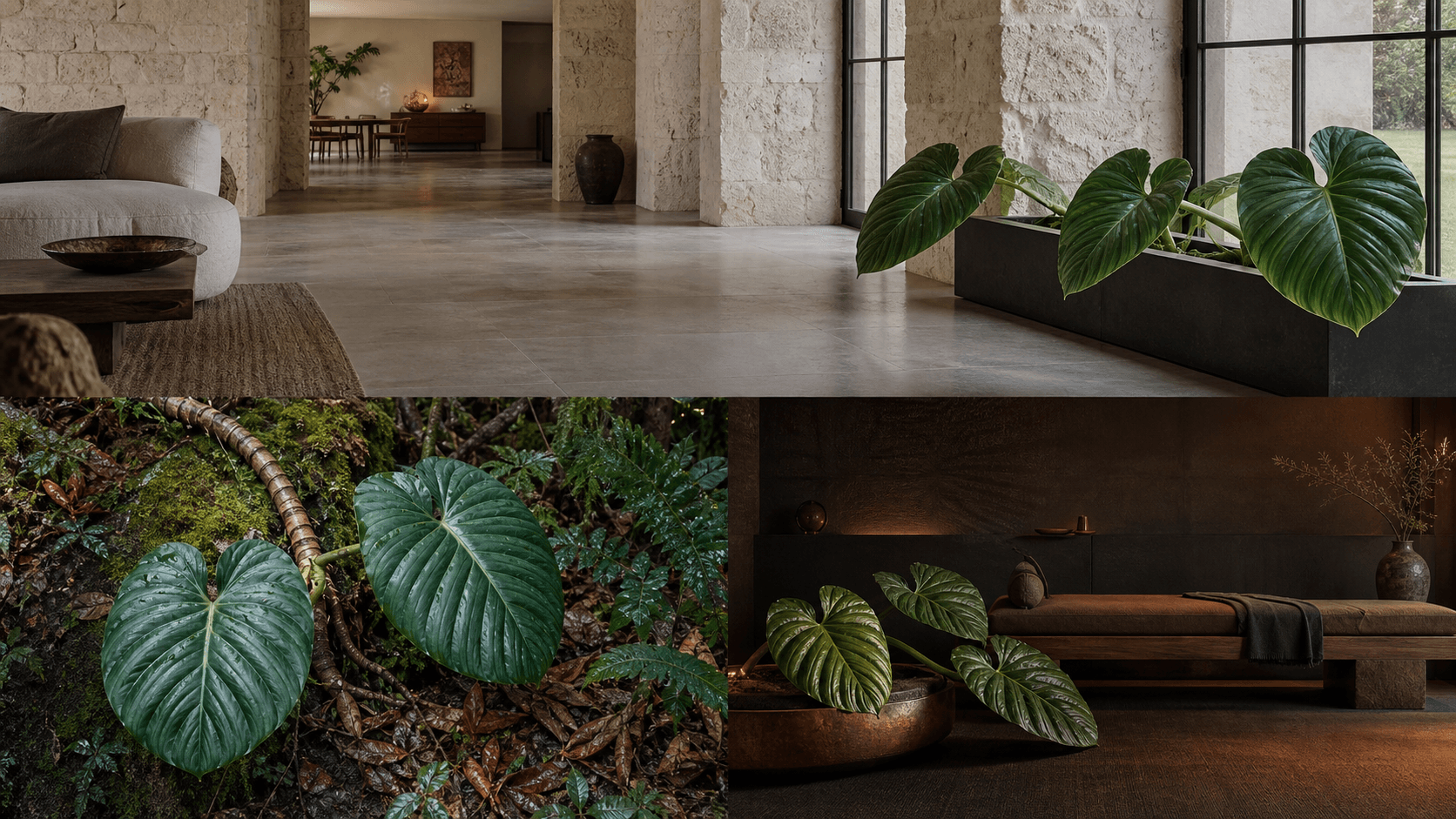 Pastazanum philodendron shown in three settings: Living room trellis, Architectural entryway support, Conservatory wall