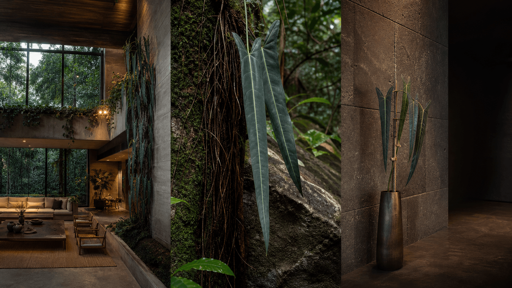 Spiritus Sancti philodendron shown in three settings: Living room trellis, Architectural entryway support, Conservatory wall