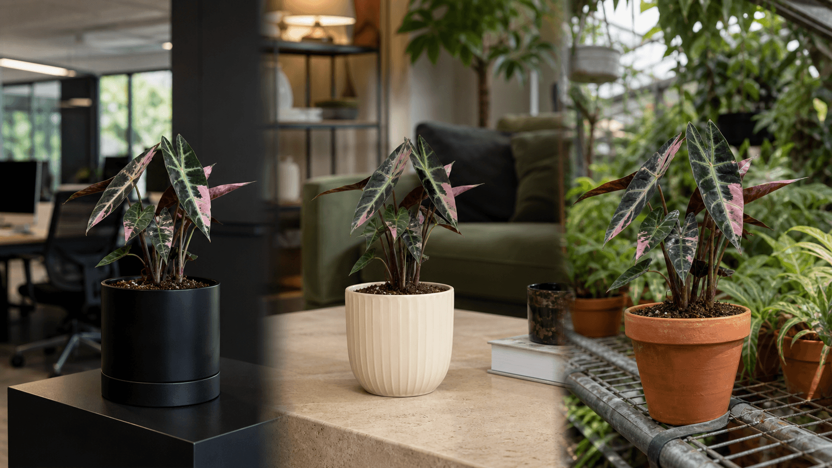Pink Bambino Alocasia shown in three settings: Executive office, Refined living room, Bright conservatory