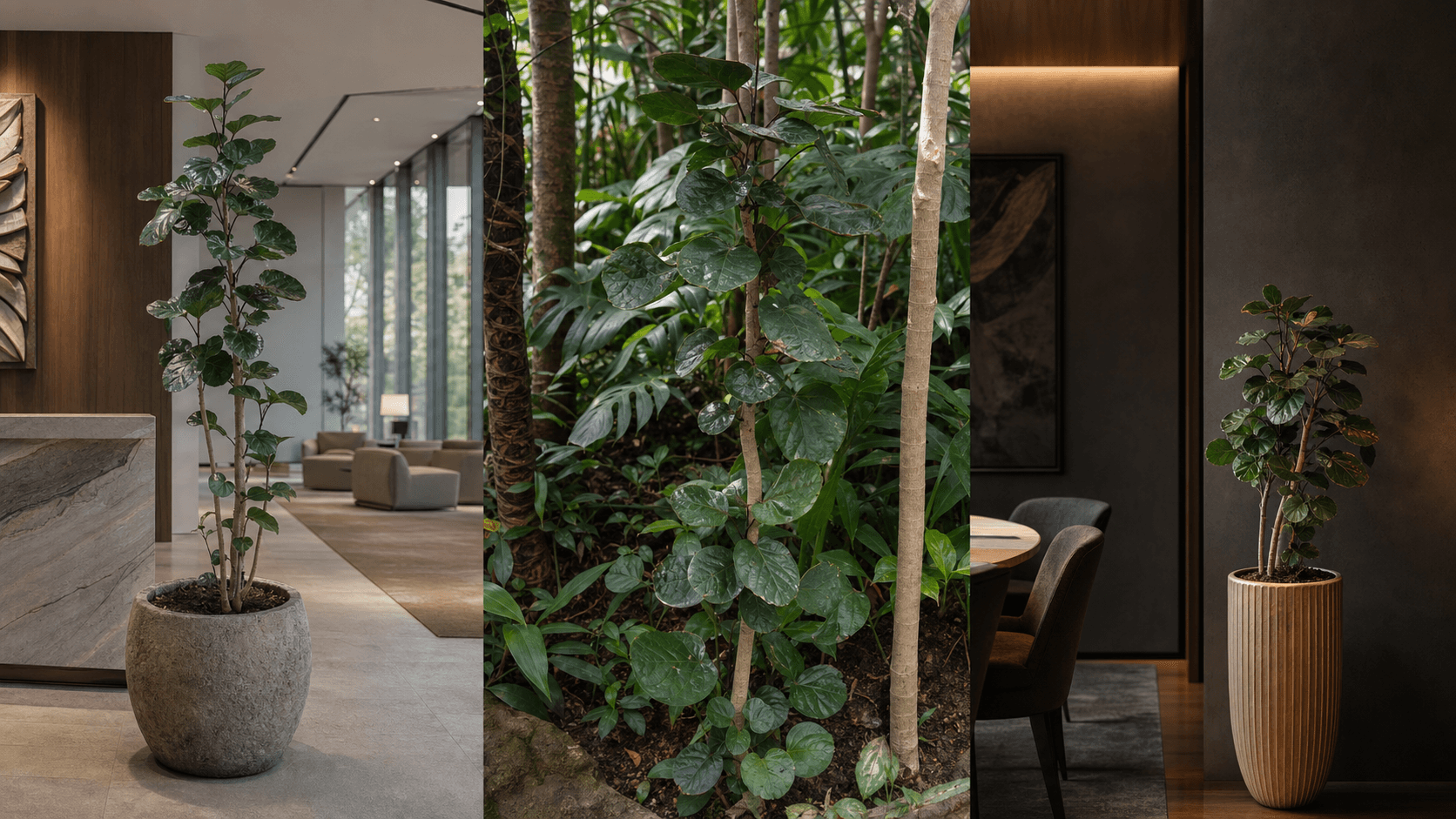 Scutellaria aralia shown in three settings: Executive office, Refined living room, Bright conservatory