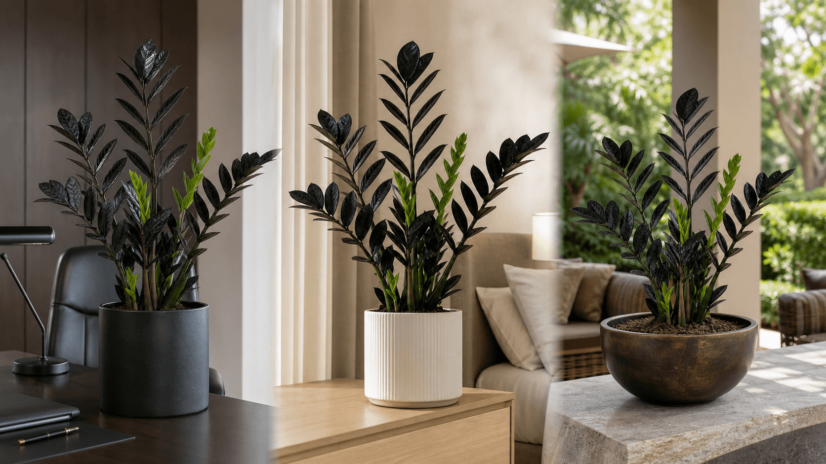 Raven ZZ Plant shown in three settings: Executive office, Refined living room, Bright conservatory