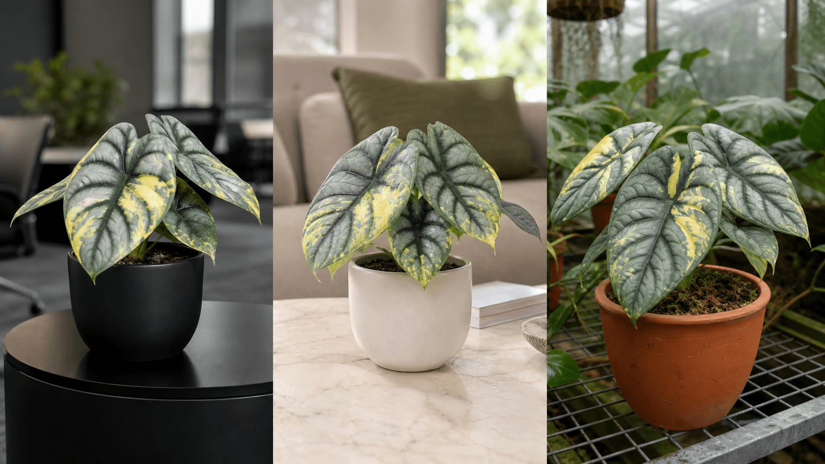 Silver Dragon Aurea Alocasia shown in three settings: Executive office, Refined living room, Bright conservatory