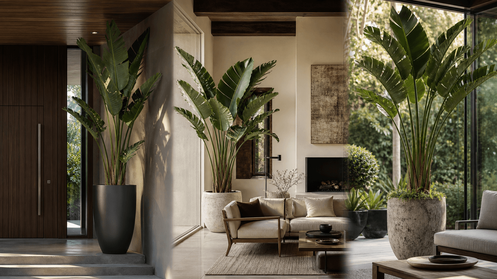 White Bird of Paradise shown in three settings: Executive office, Refined living room, Bright conservatory