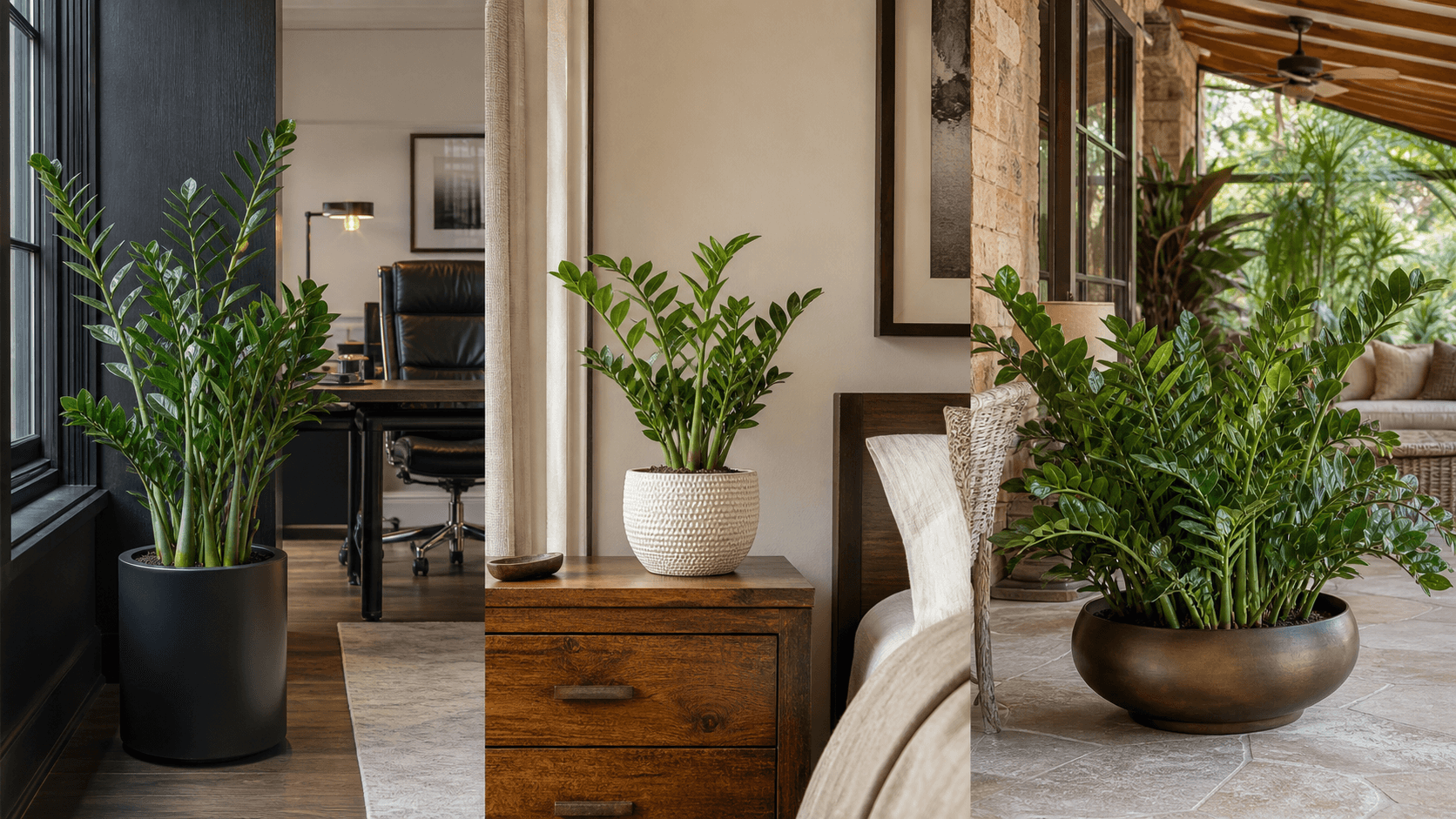 ZZ Plant shown in three settings: Executive office, Refined living room, Bright conservatory