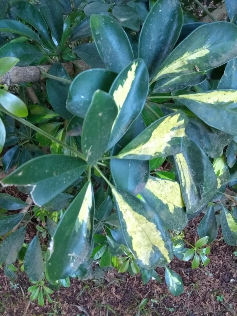 Real photograph of Dwarf Umbrella Tree (Heptapleurum arboricola)