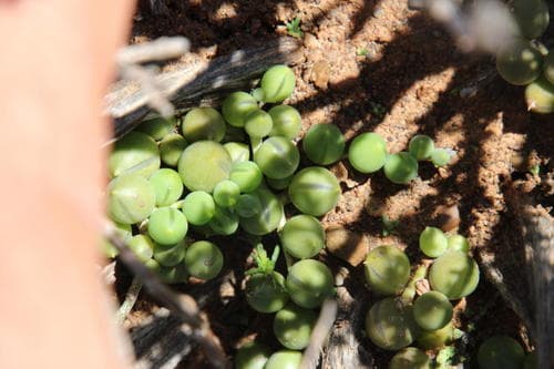 Real photograph of String of Pearls (Curio rowleyanus)