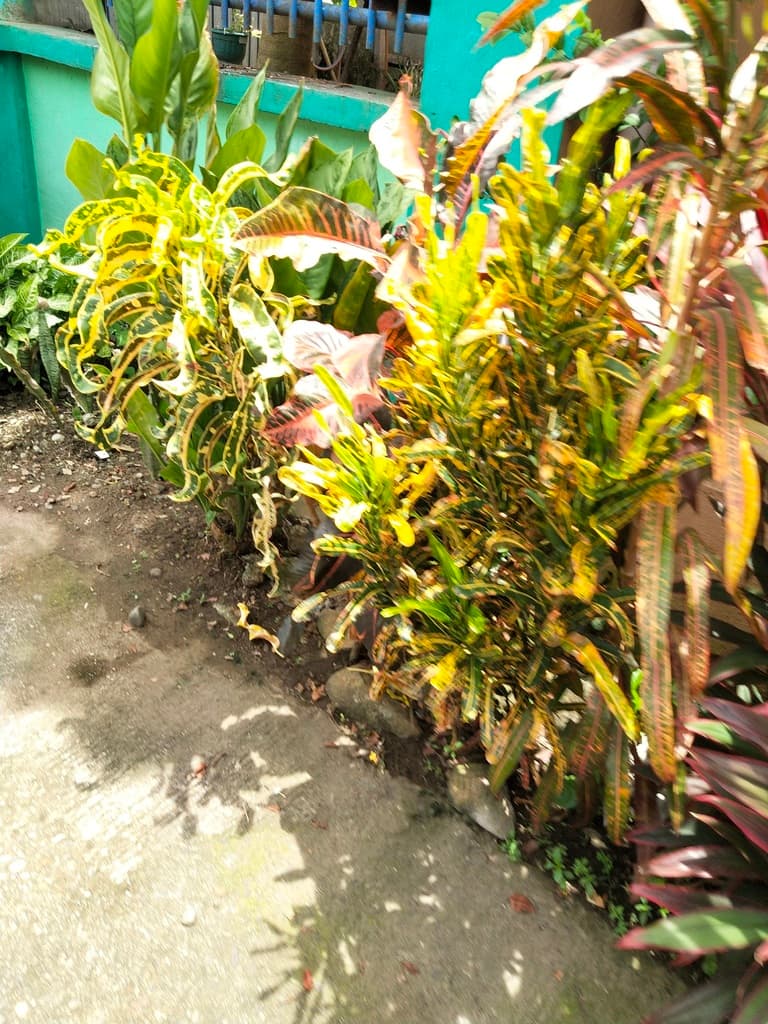 Real photograph of Croton (Codiaeum variegatum)