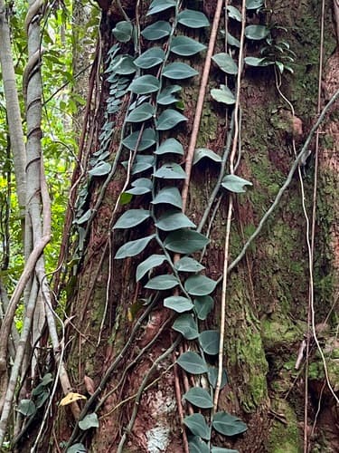 Real photograph of Rhaphidophora hayi / Shingle Plant (Rhaphidophora hayi)