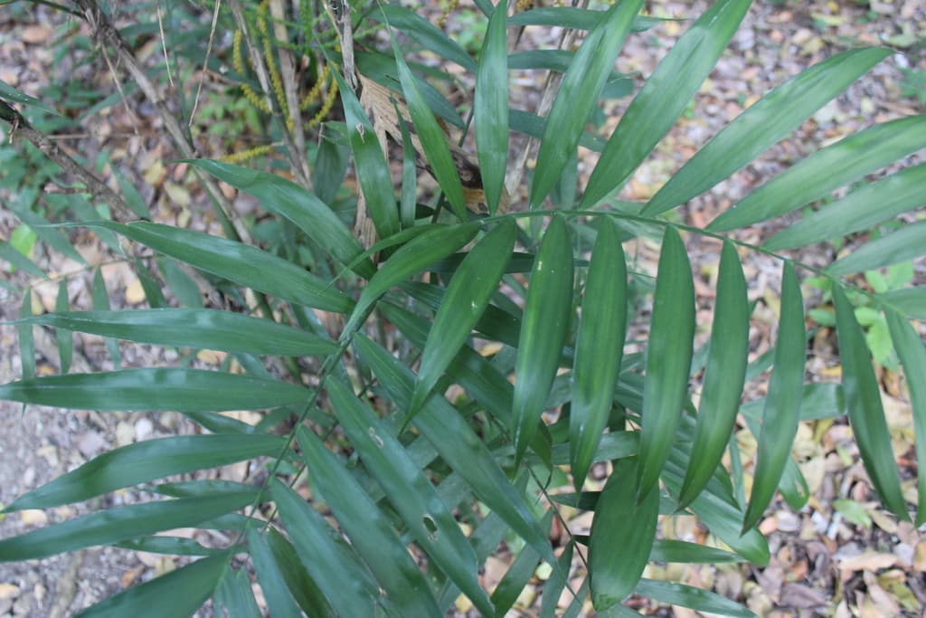 Real photograph of Bamboo Palm (Chamaedorea seifrizii)