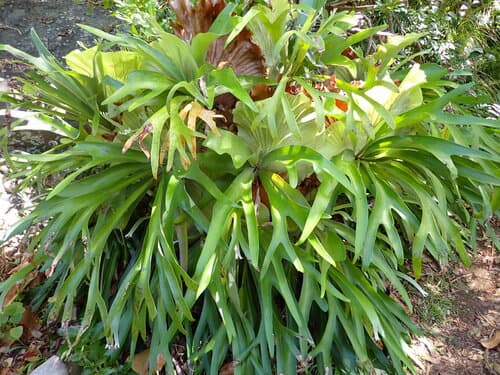 Real photograph of Staghorn Fern (Platycerium bifurcatum)