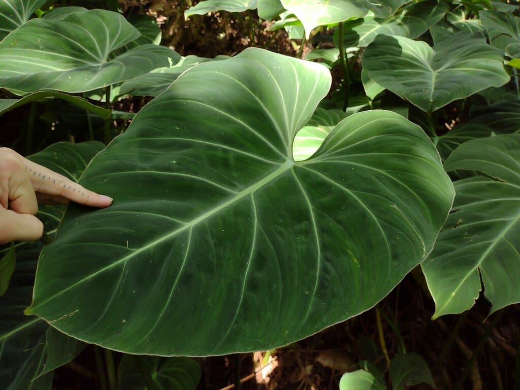 Real photograph of Philodendron Gloriosum (Philodendron gloriosum)