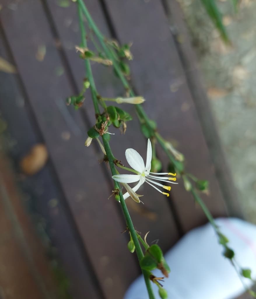 Real photograph of Spider Plant (Chlorophytum comosum)
