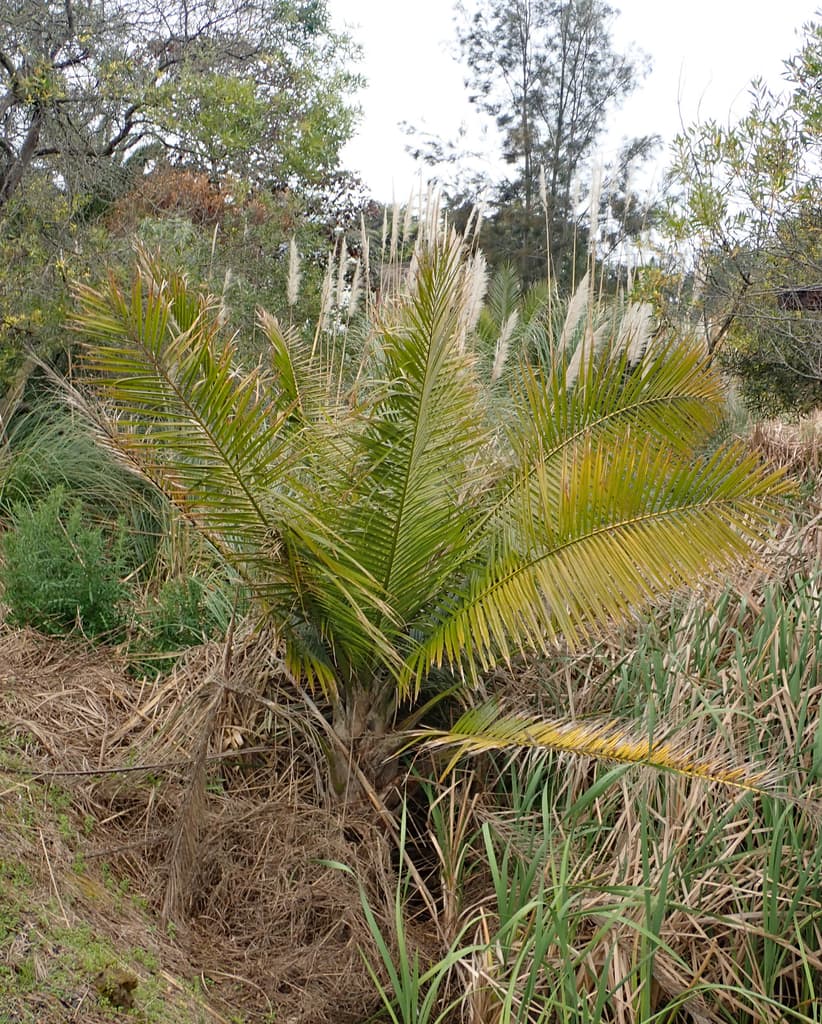 Real photograph of Majesty Palm (Ravenea rivularis)