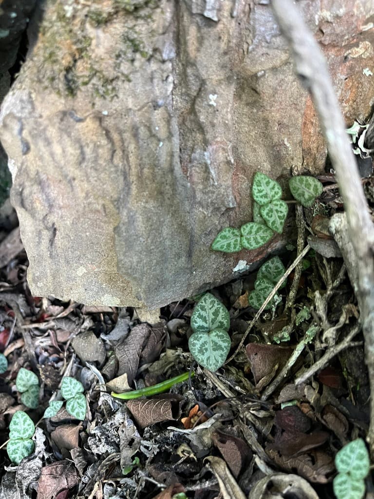Real photograph of String of Hearts (Ceropegia woodii)