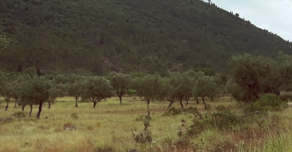 Real photograph of Olive Tree (Olea europaea)