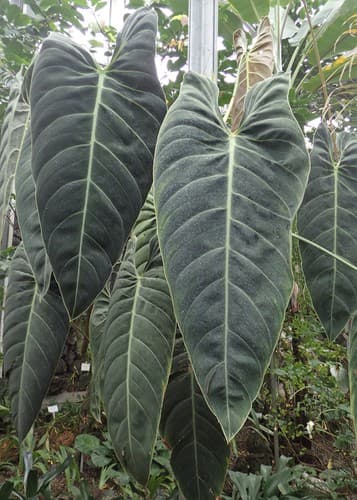 Real photograph of Philodendron Melanochrysum (Philodendron melanochrysum)