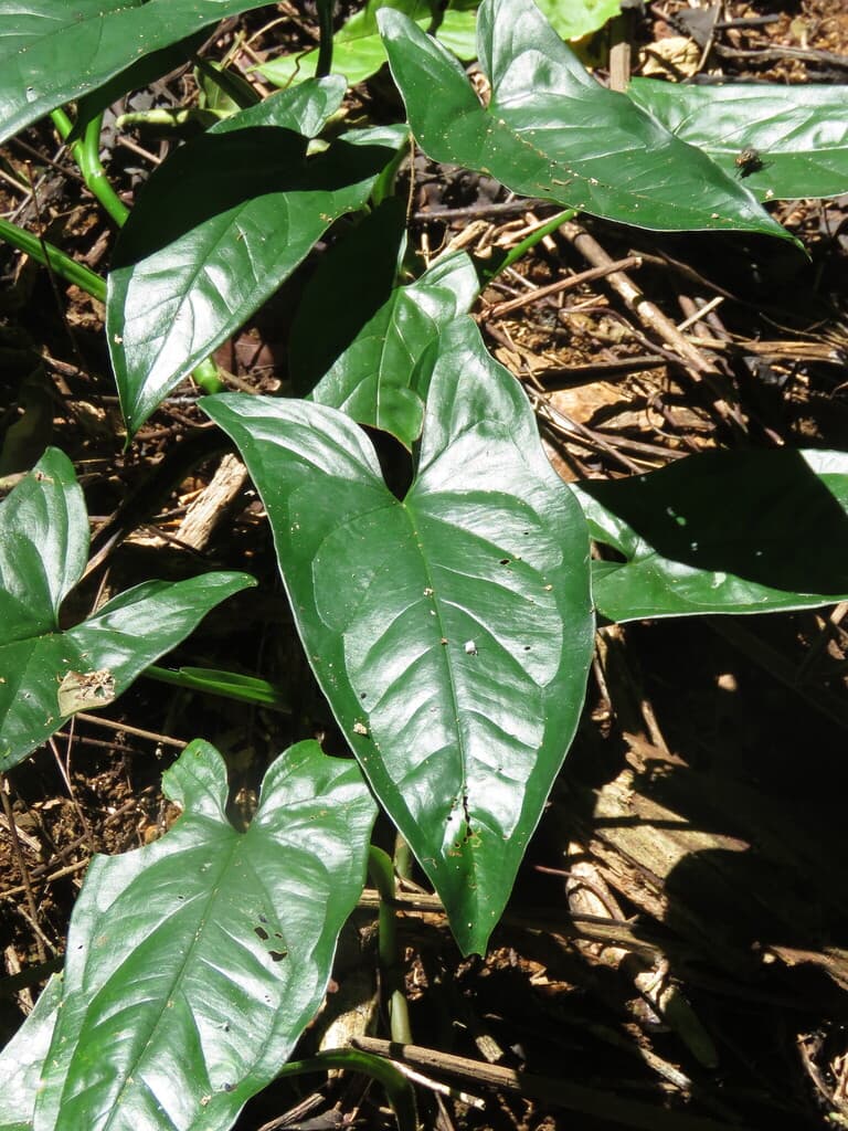 Real photograph of Syngonium / Arrowhead Plant (Syngonium podophyllum)