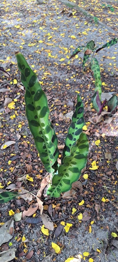 Real photograph of Calathea / Rattlesnake Plant (Goeppertia insignis)