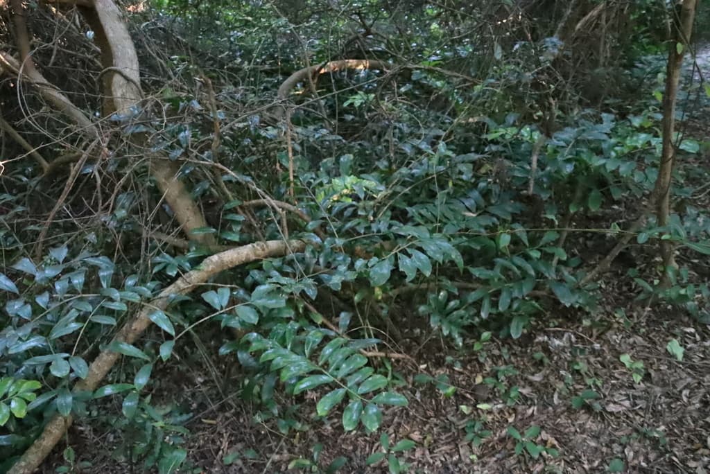 Real photograph of ZZ Plant (Zamioculcas zamiifolia)