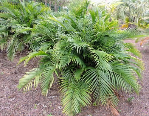 Real photograph of Cat Palm (Chamaedorea cataractarum)
